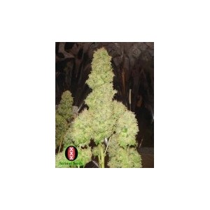 White Russian 1 Auto Serious Seeds