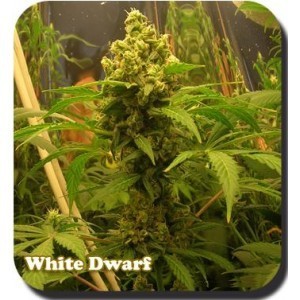 White Dwarf Buddha Seed Bank