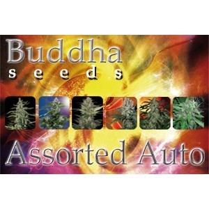Assorted auto Buddha Seed Bank
