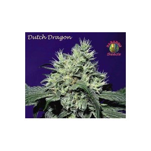 Dutch Dragon 